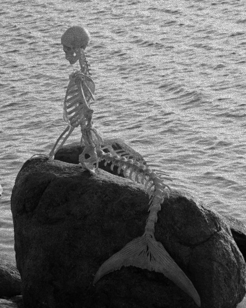 Dead Mermaid #skeleton #mermaid
