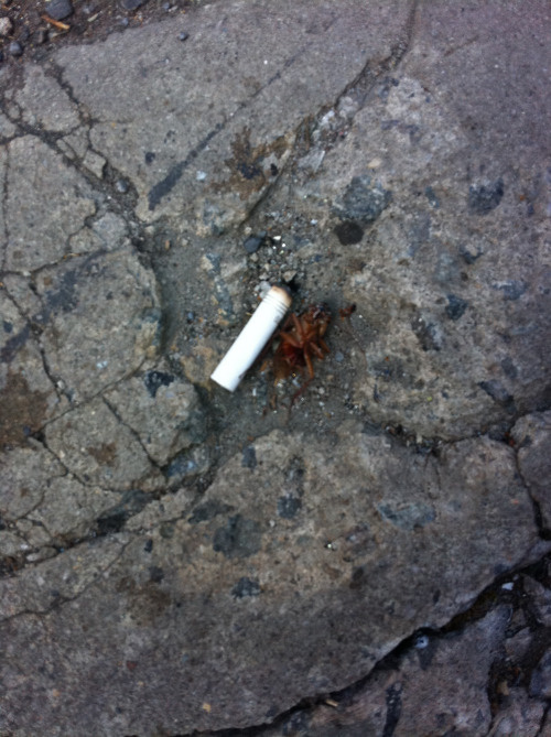 New York Sidewalk #NYC #cockroach #cigarette butt #13th st #sidewalk #shallow grave