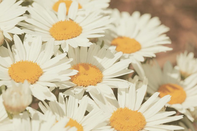 daisy painting & daisy paint by number #painting