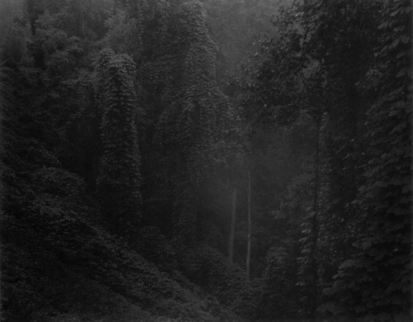 Sally Mann #white #black #photography #and #forest