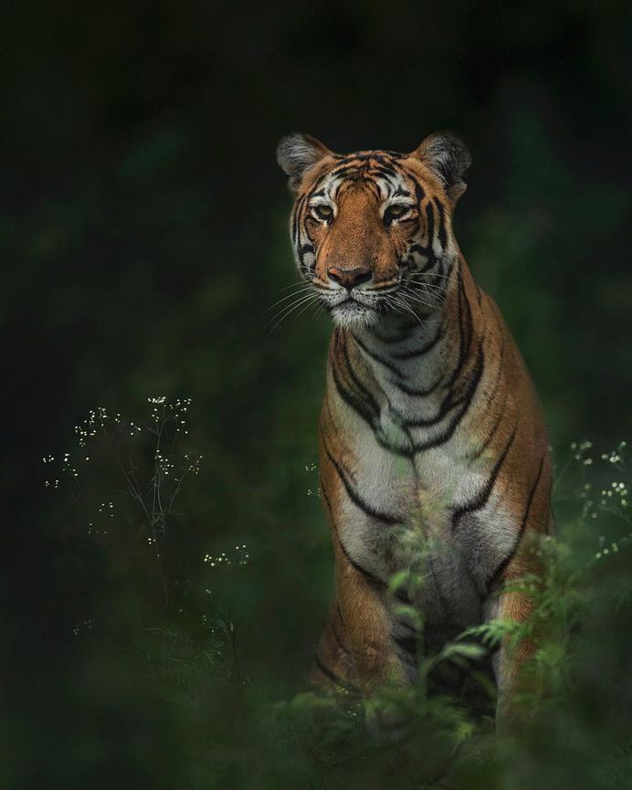 Unforgettable Portraits of Wild Animals by Shaaz Jung
