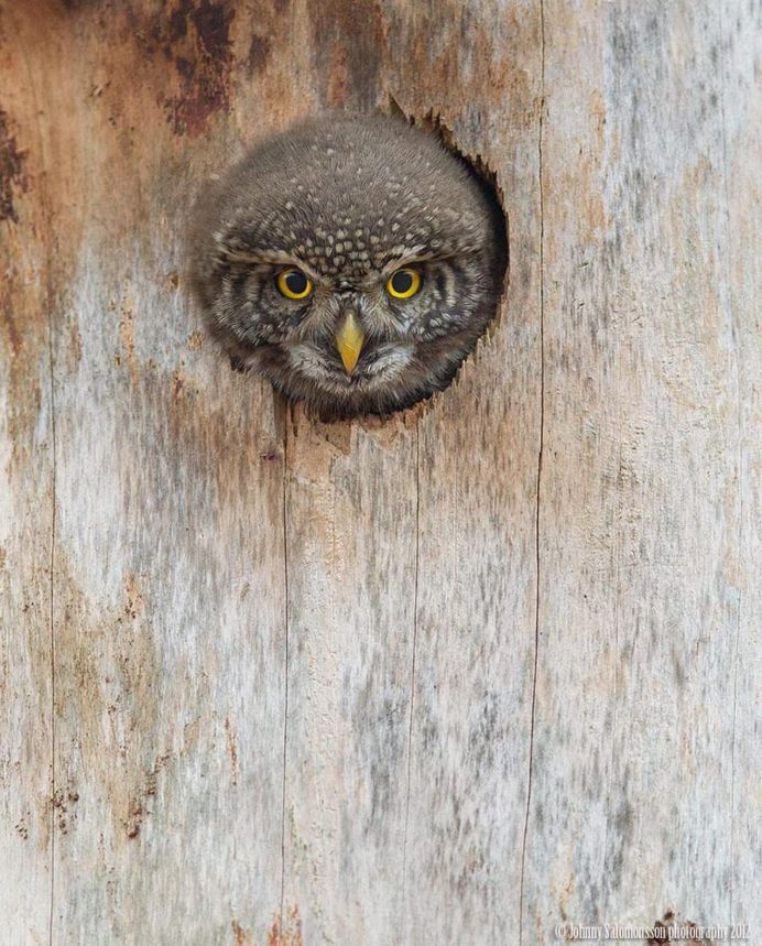 Majestic Photographs of Owls by Johnny Salomonsson