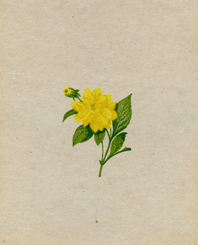 5-color letterpress print #Letterpress #Flower #Print