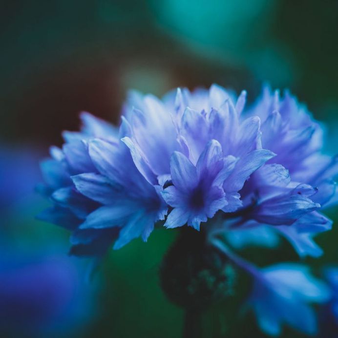#instaflower: Beautiful Flower Photography by Marie Rich