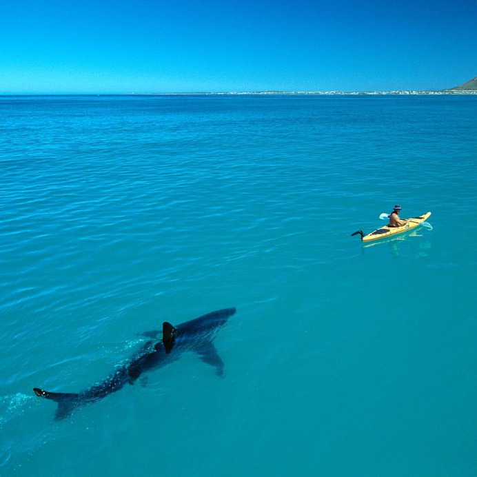 Mind-Blowing Wildlife and Underwater Photography by Thomas Peschak