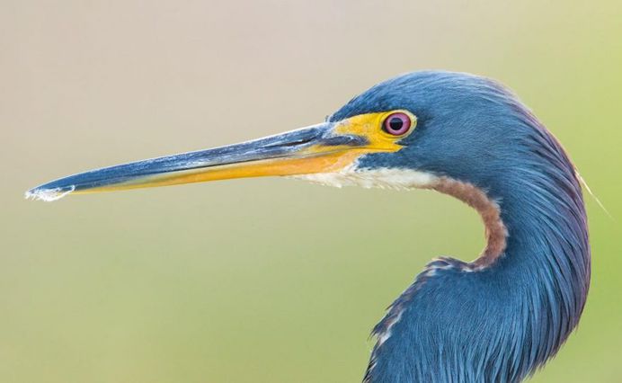 #kings_birds: Stunning Bird Photography by Ben Knoot