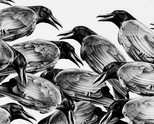 Christina Empedocles #birds