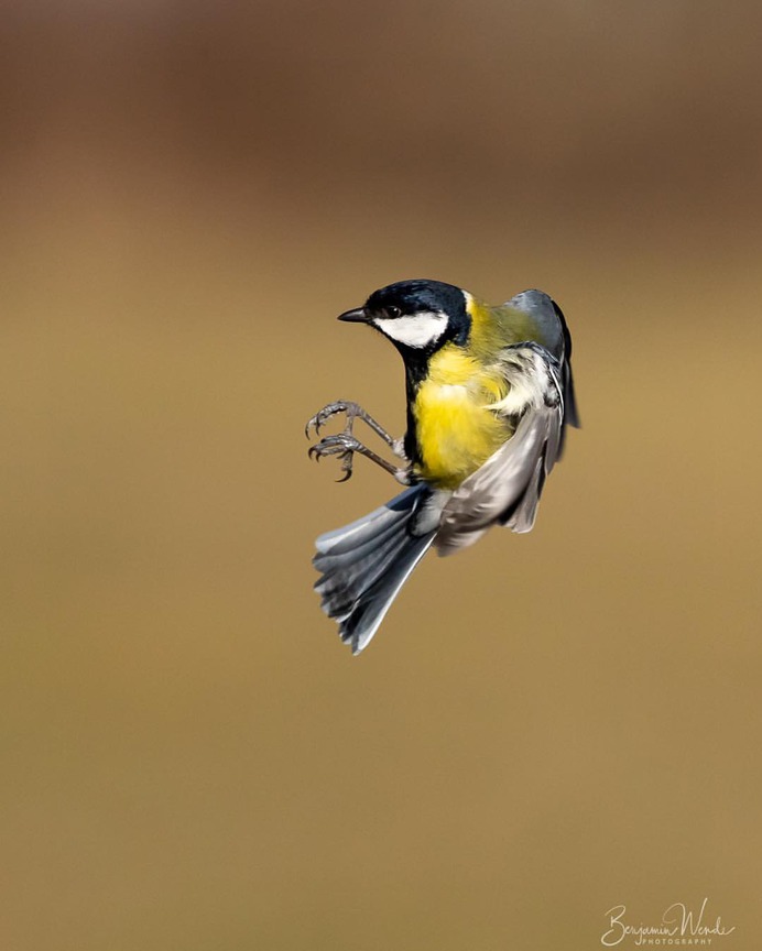 #birdlife: Beautiful Bird Photography by Benjamin Wende