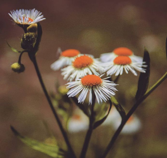 Breathtaking Flower Pictures by Photographer Matthew Busel