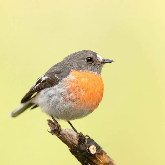 Birds of Australia: Beautiful Bird Photography by Heather Thorning