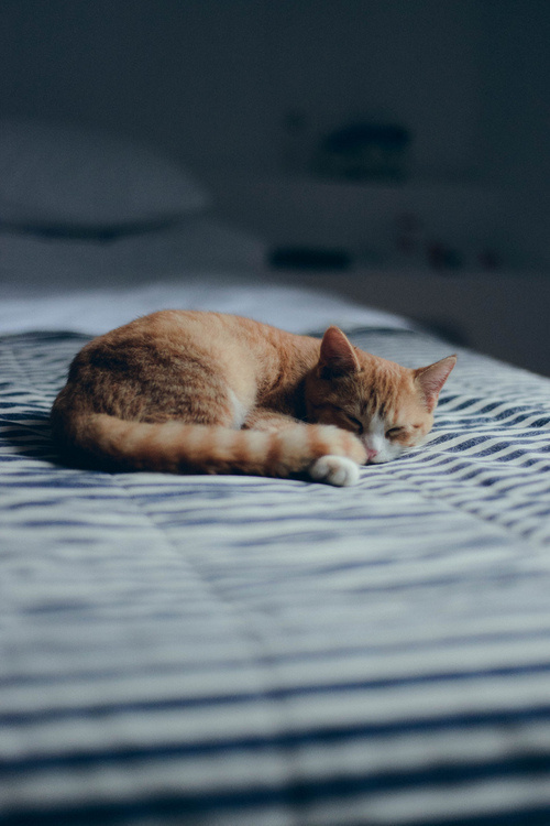Tumblr #kitten #sleep #bliss #photography #light