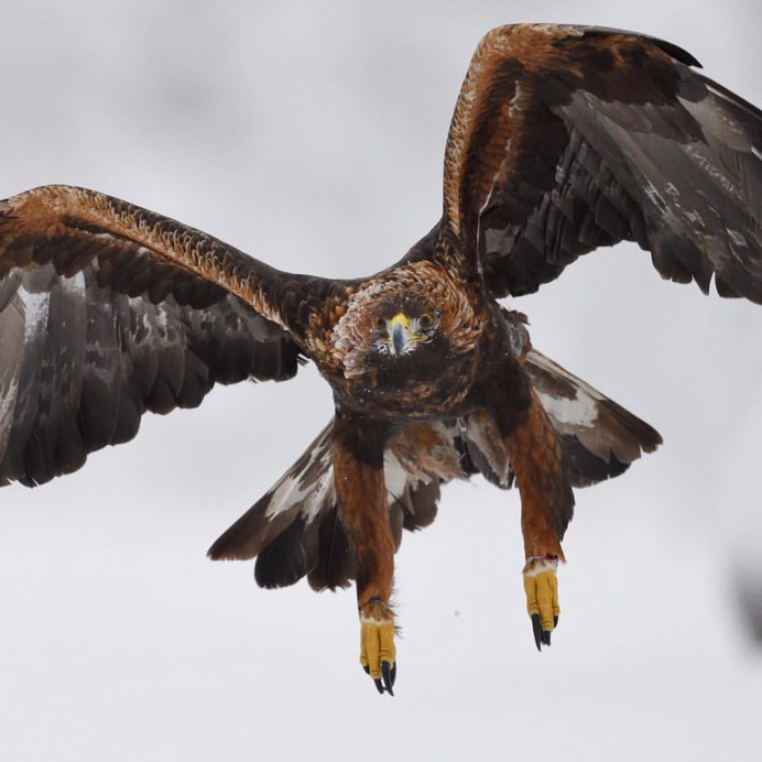 #kings_birds: Fascinating Bird Photography by Staffan Widstrand