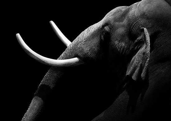 Brilliant Monochrome Animal Photography by Lukas Holas #monochrome #B&W