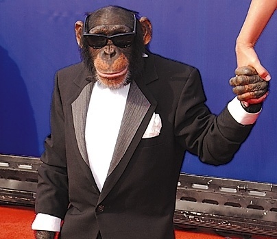monkey_in_tuxedo_5i4g.jpg (404×349) #monkey #tuxedo