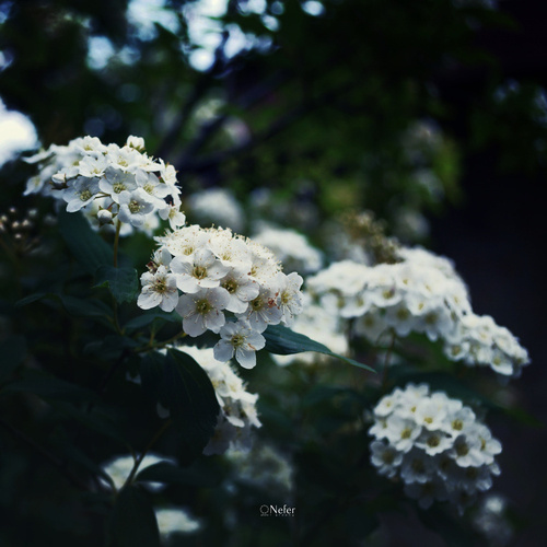 cherry blossoms #white #plants #nature #winters #flowers #green