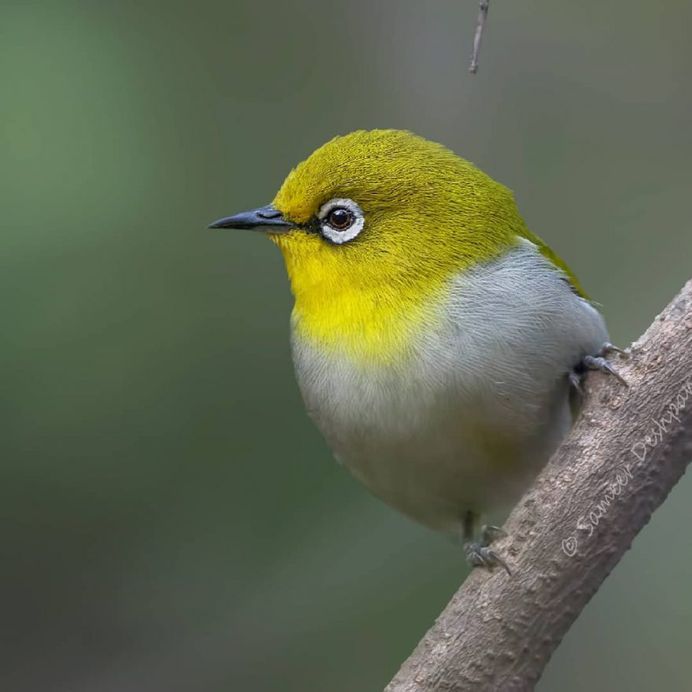 Beautiful Birds Photos of The World by Sameer Deshpande