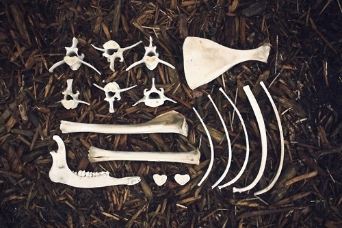 tumblr_lj8y20OV191qfve7wo1_500.jpg 500×333 pixels #photography #organized #bones