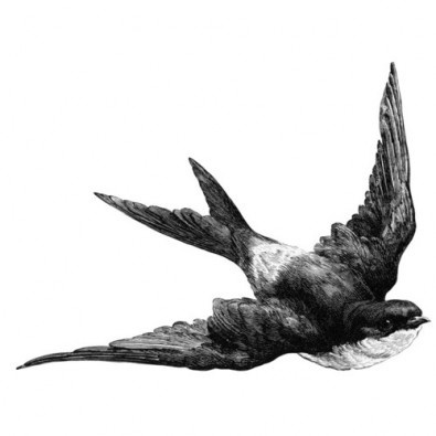 slyAPARTMENT #art #bird