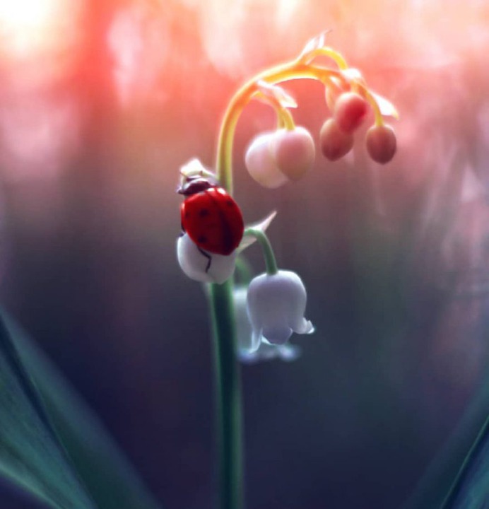 Magical Macro Photos Ladybugs and Flowers by Elena Andreeva