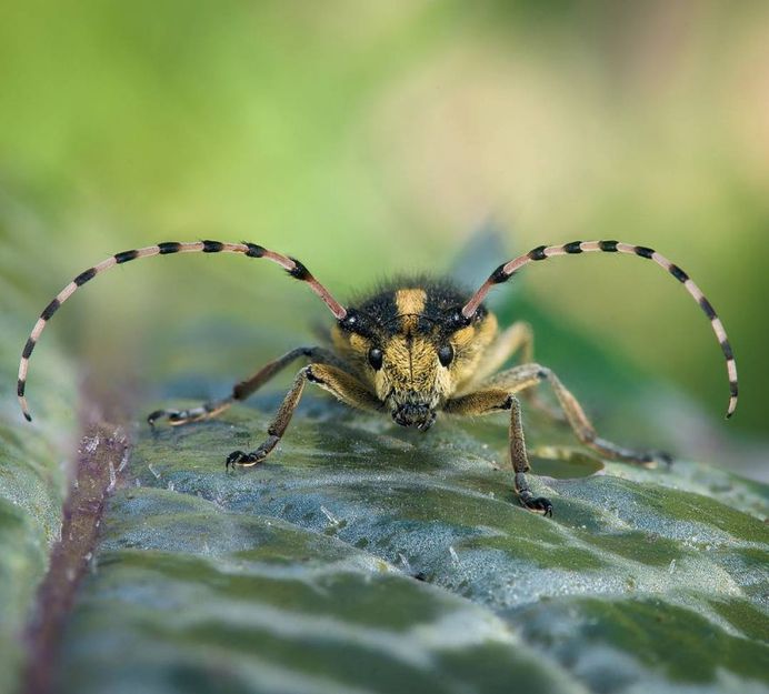 Longhorn Beetle