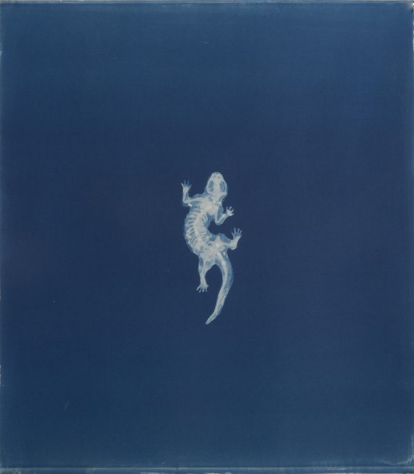 Carrie Witherell #cyanotype #photography #lizard