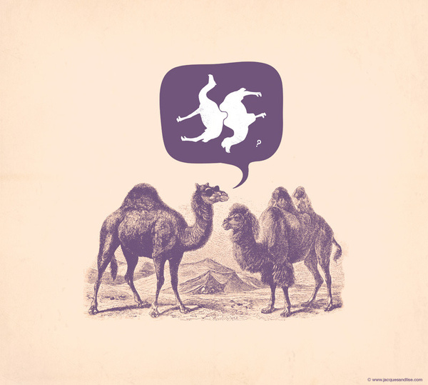 Jacques Maes – Graphic Design #camel
