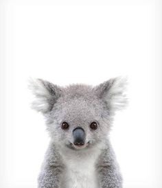 Koala print Baby animal prints Zoo animal nursery The Crown