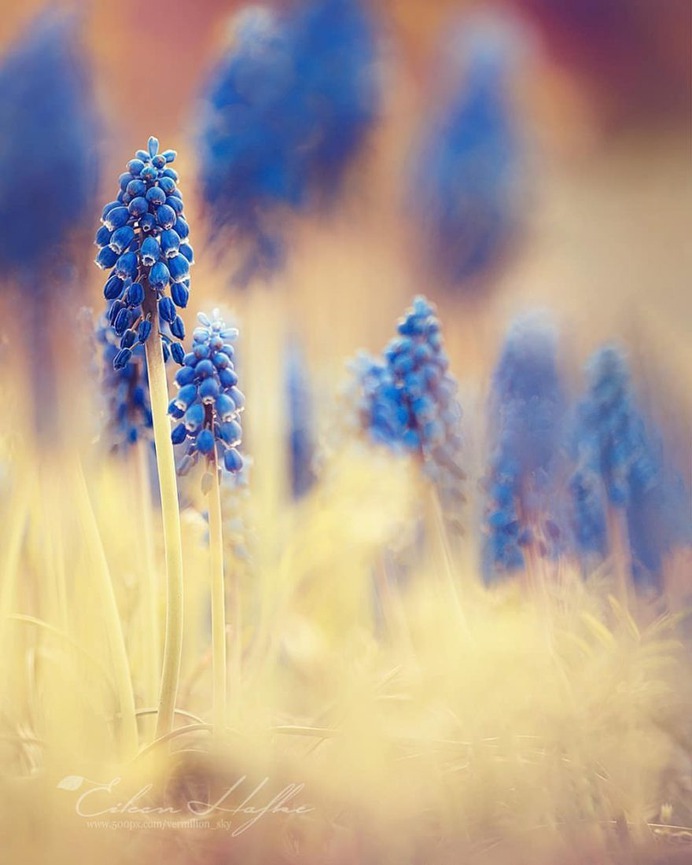 #flora_addict: Magical Flowers Photography by Eileen Hafke