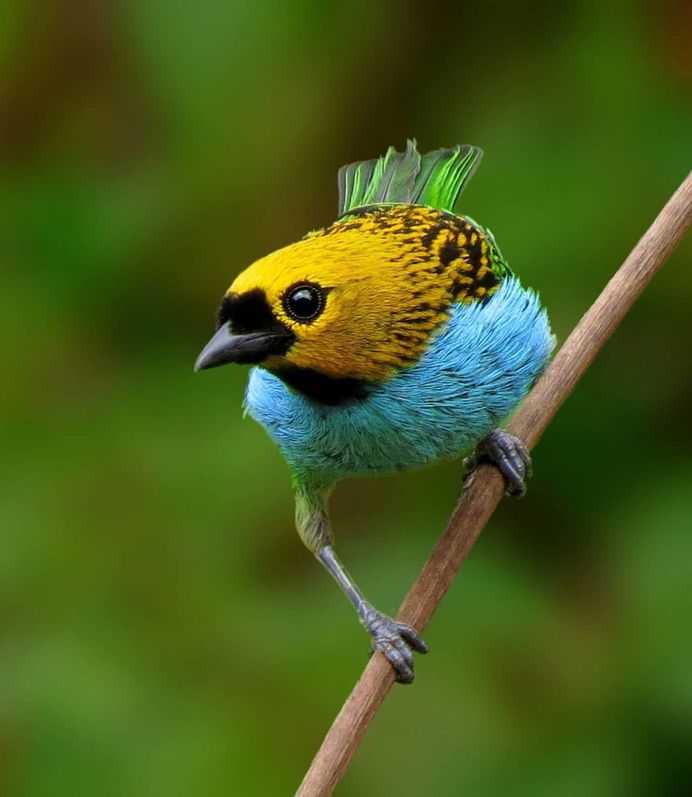 #kings_birds: Beautiful Bird Photography by Celso de Castro