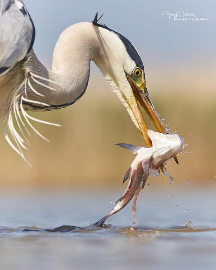 #perfect_birds: Fantastic Birds Photography by Gary Spicer