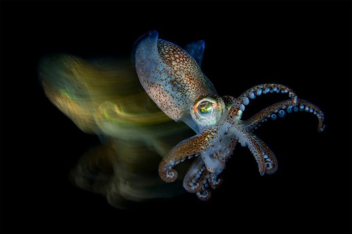 Fast cuttlefish by Fabio Iardino