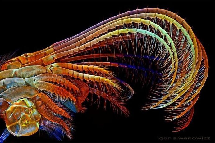 Mindblowing Macro Photography of Insect Appendages by Igor Siwanowicz