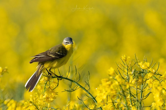 Birds of Germany: Wonderful Bird Photography by Anke Kneifel