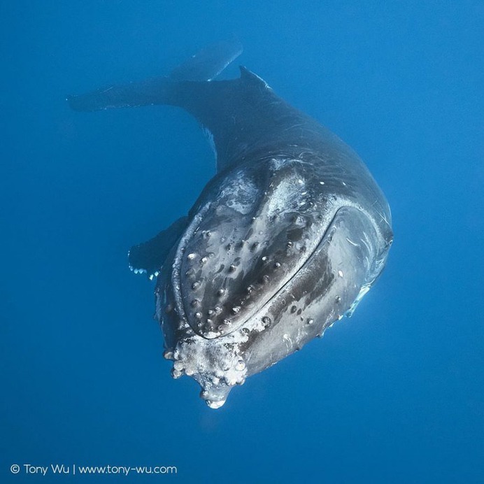 Absolutely Incredible Underwater Photography by Tony Wu