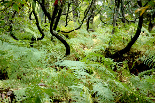 Photography #hike #woods #fern #forest #green