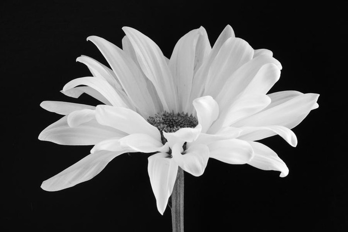 daisy painting & daisy paint by number #painting