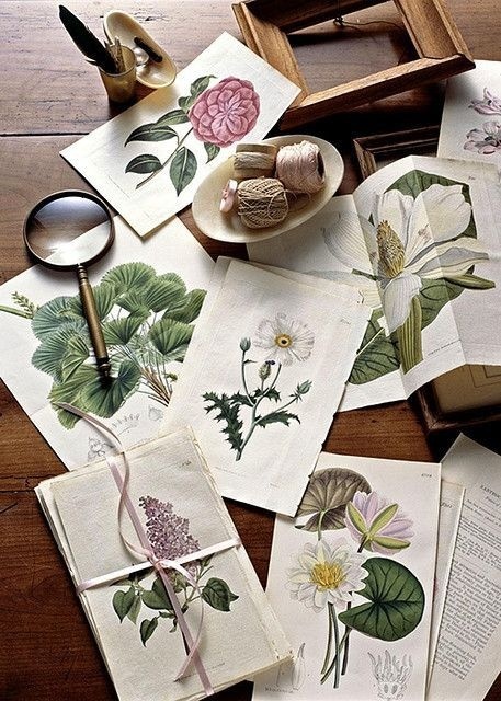 Likes | Tumblr #flower #wood #illustration