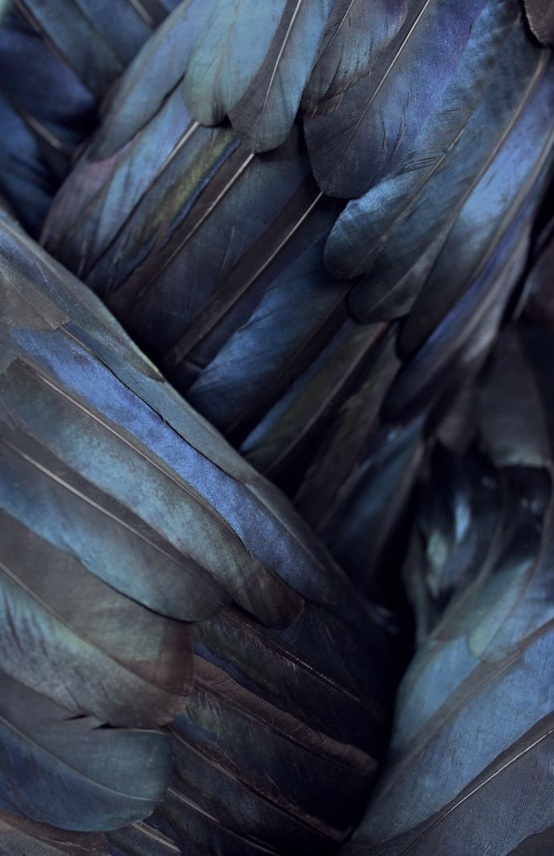 Gorgeous play of feather colors!