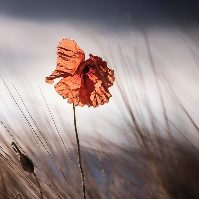 Beautiful Macro Flower Photography by Silvia Kobelova