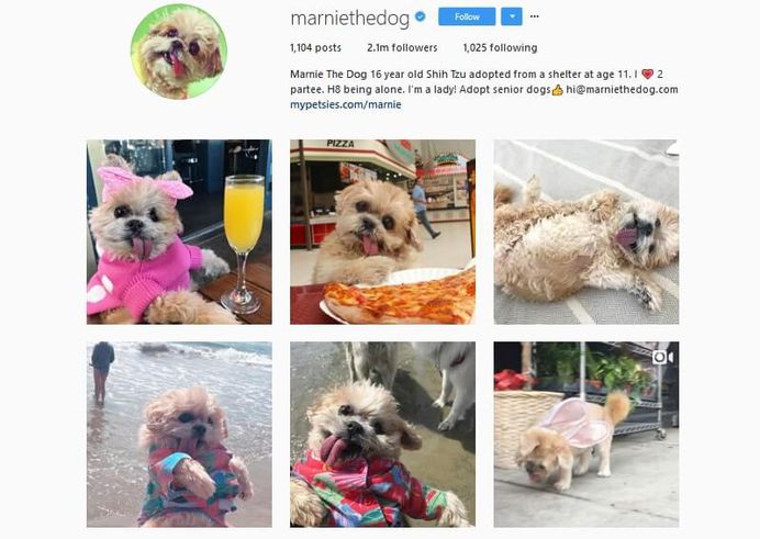 @Marniethedog - Over 2,1 millions followers
