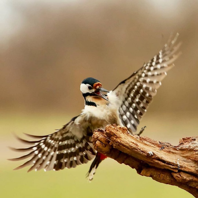 #birdfreaks: Stunning Bird Photography by Kotics Zsolt