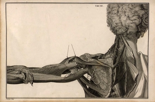 tumblr_lifc2vfs3e1qze35vo1_5001.jpg (JPEG Image, 600x394 pixels) #human #illustration #scientific #anatomy