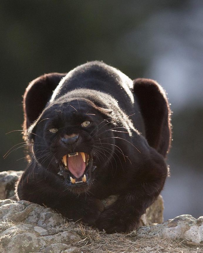 Breathtaking Close-Up Portraits of Wild Animals by Serhat Demiroglu