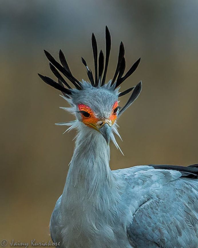 Wonderful Bird Photography by Jainy Maria