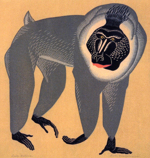 Mandrill Baboon