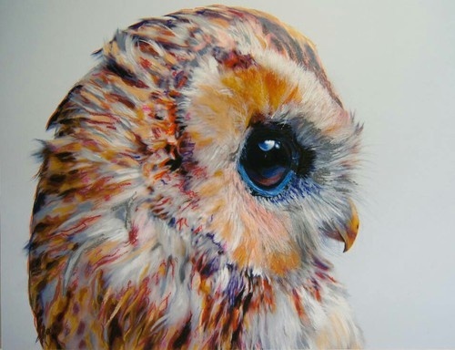 Pretty owl by Natasha