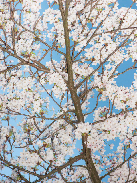 Maurice Evanes | PICDIT #photo #photography #color
