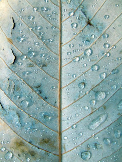 leaves