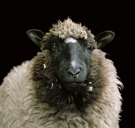 Fantastic Portraits of Farm Animals - My Modern Metropolis #sheep