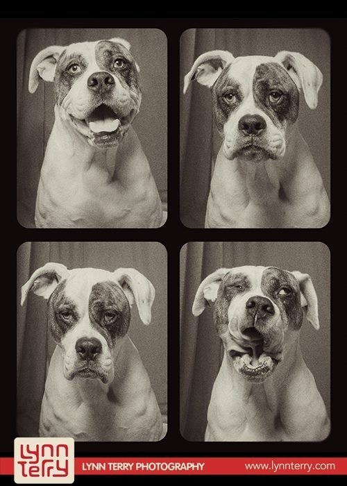 dogs in photo booths by lynn terry #photo #canine #dogs #photography #portrait #booth #cute #animal #pet